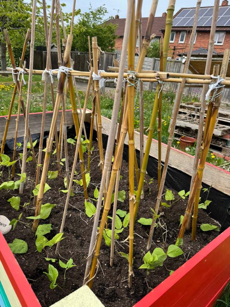 Garden with beans growing